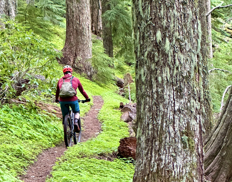 A picture of a mountain biker on the Lawler trail in Oakridge